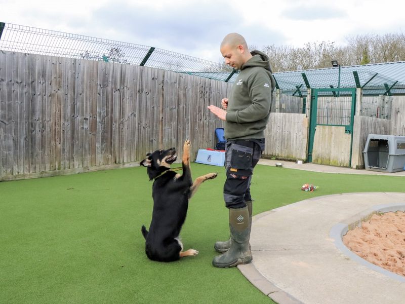 German Shepherd for adoption in Evesham, Worcestershire – 7 months old - Image 3 of 7