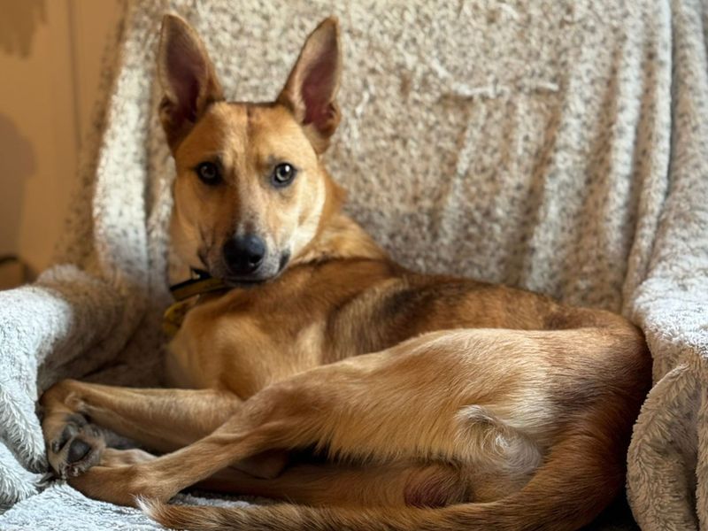 Trigger - Image 2 of 5