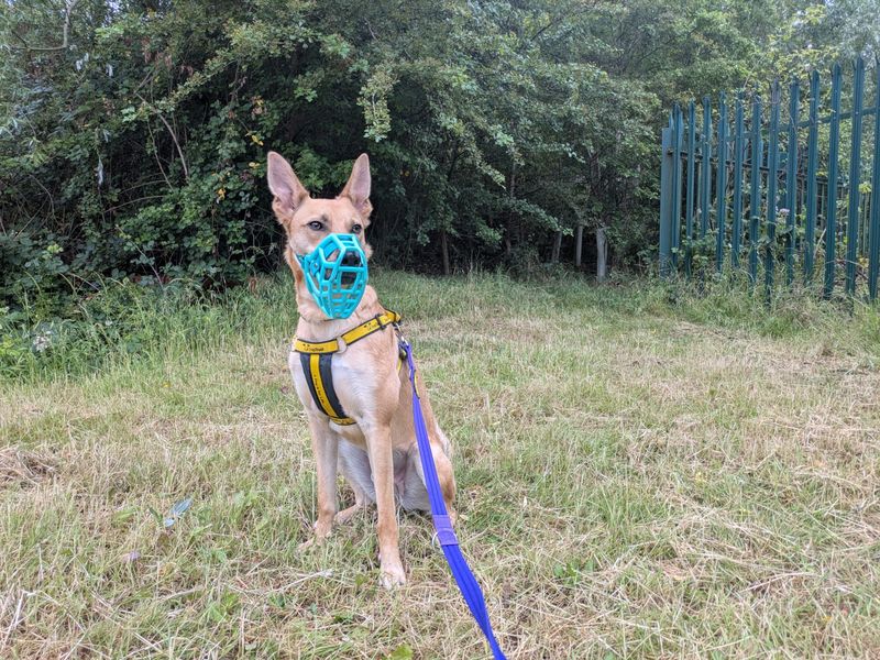 undefined | German Shepherd Dog Cross | undefined - 4