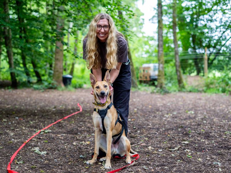 undefined | German Shepherd Dog Cross | undefined - 2