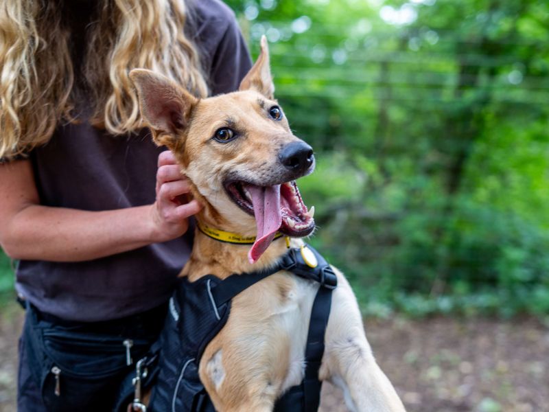 undefined | German Shepherd Dog Cross | undefined - 5
