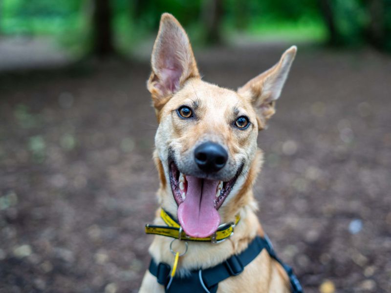 undefined | German Shepherd Dog Cross | undefined - 1