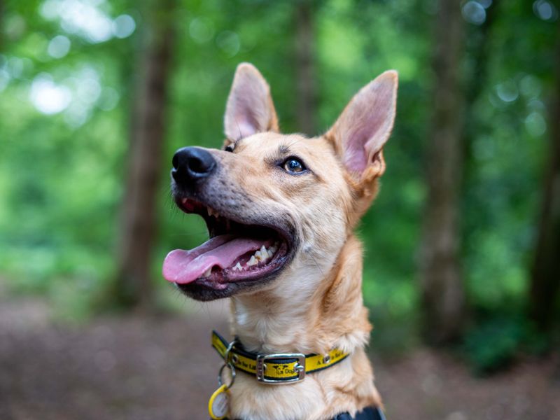 undefined | German Shepherd Dog Cross | undefined - 3