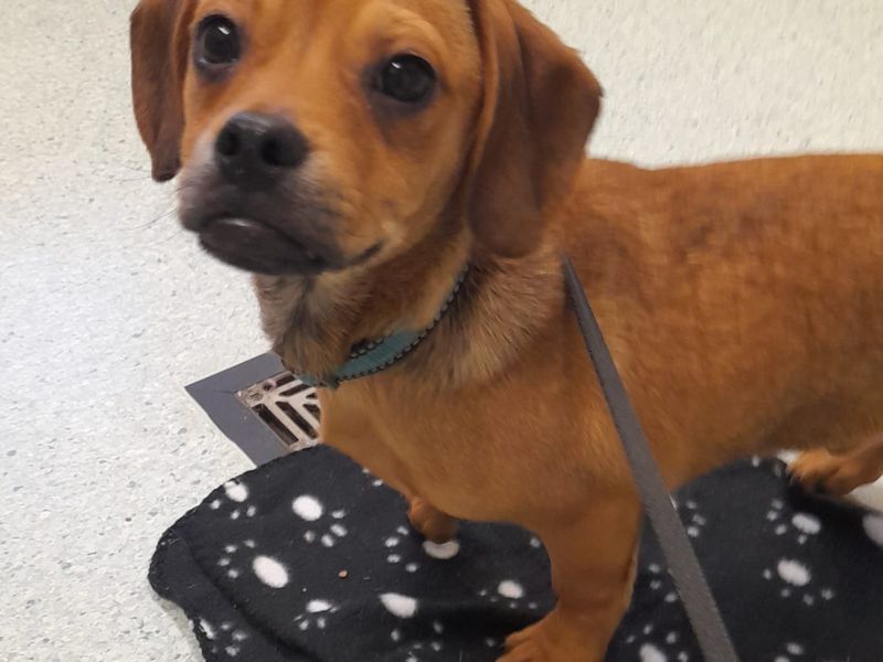 Apple, a Unknown old male Unknown available for adoption from Dogs Trust in Shrewsbury, Shropshire