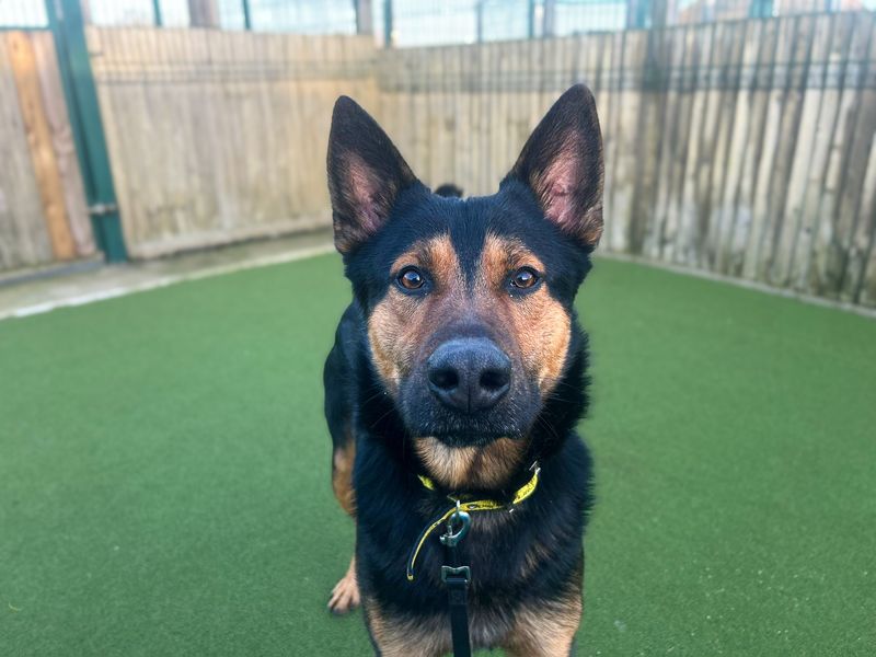 German Shepherd for adoption in Wickford, Essex – 2 years old