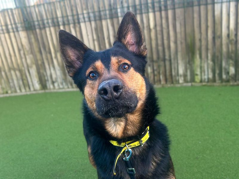 German Shepherd for adoption in Wickford, Essex – 2 years old - Image 2 of 2