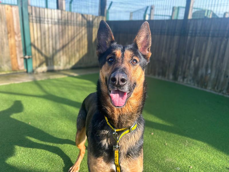 German Shepherd Dogs And Puppies For Adoption