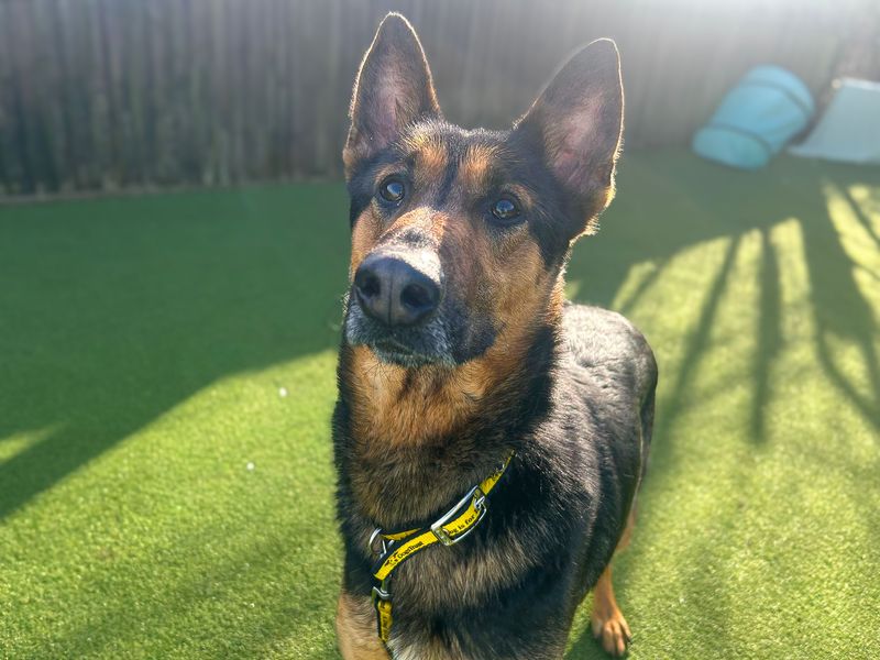 German Shepherd for adoption in Wickford, Essex – 2 years old - Image 2 of 2