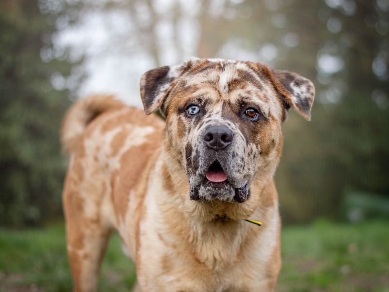 Tiger, a 2 years old male Chow Chow available for adoption from Dogs Trust in Kenilworth, Warwickshire