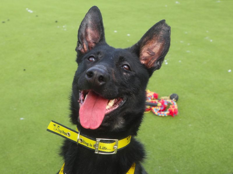 Rose, a 4 years old female Belgian Shepherd available for adoption from Dogs Trust in Harefield, Greater London