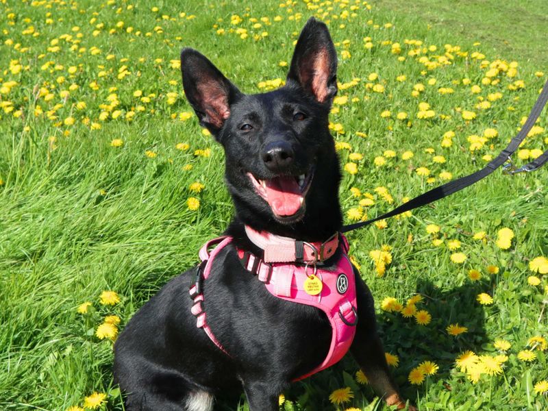 Rose | Belgian Shepherd Dog (Malinois) Cross | Harefield West London - 1
