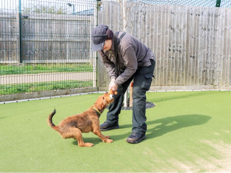 Georgie | Terrier (Lakeland) | Evesham (Worcestershire) - 1