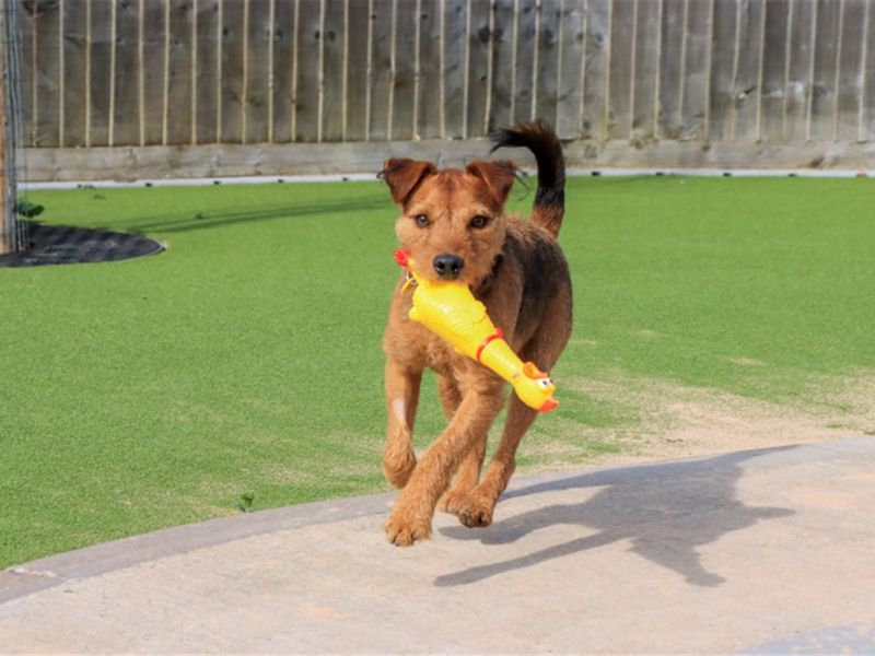 Georgie | Terrier (Lakeland) | Evesham (Worcestershire) - 2