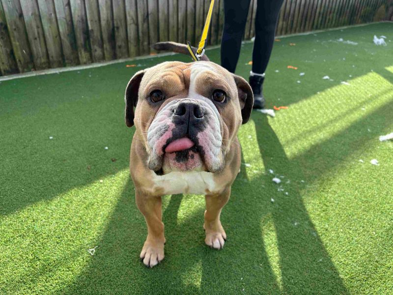 English Bulldog Dogs And Puppies For Adoption