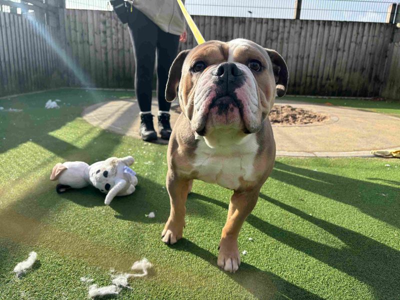 English Bulldog for adoption in Cardiff – 3 years old - Image 2 of 3