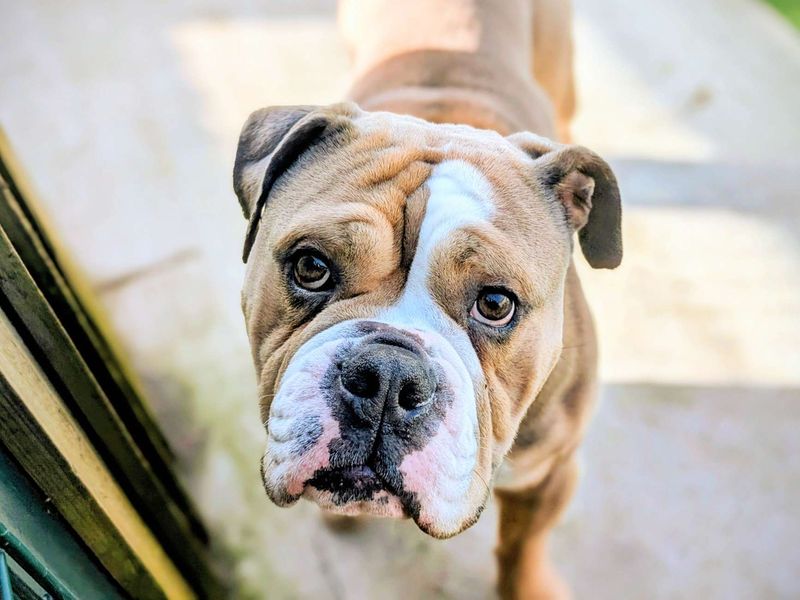 Obi, a 4 years old male Bulldog available for adoption from Dogs Trust in Splott, Wales