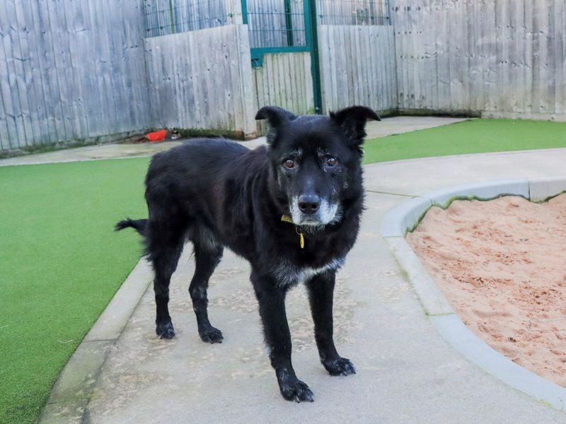 Border Collie for adoption in Evesham, Worcestershire – 11 years old - Image 3 of 8