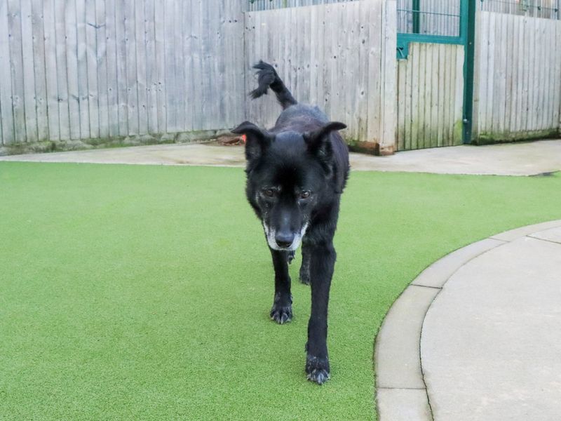 Border Collie for adoption in Evesham, Worcestershire – 11 years old - Image 7 of 8