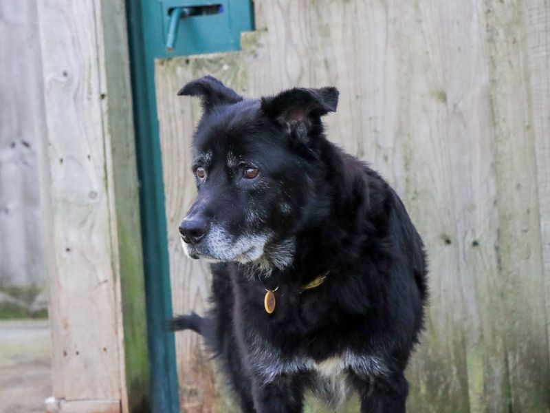 Border Collie for adoption in Evesham, Worcestershire – 11 years old - Image 5 of 8