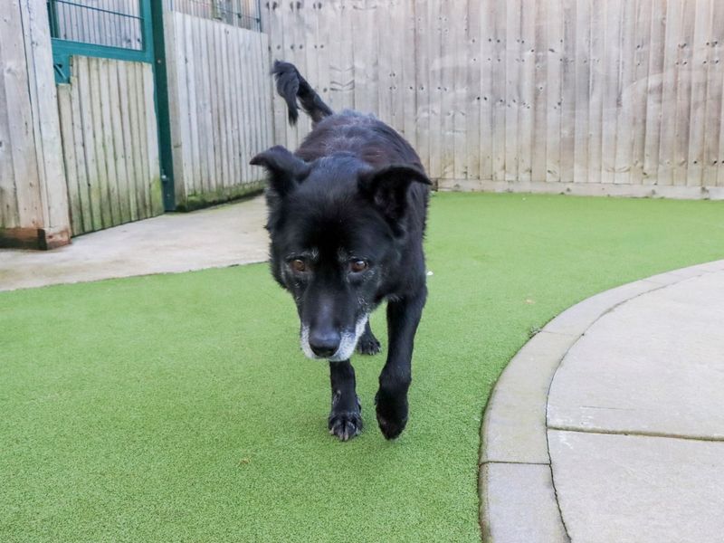 Border Collie for adoption in Evesham, Worcestershire – 11 years old - Image 8 of 8