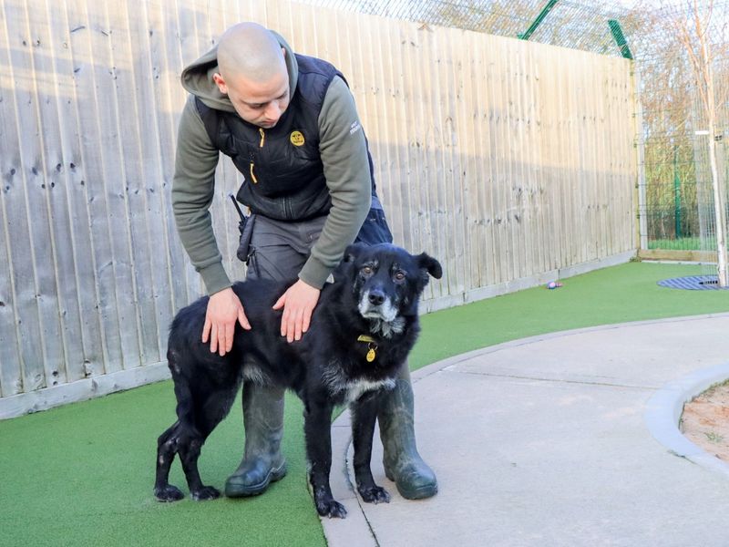 Border Collie for adoption in Evesham, Worcestershire – 11 years old - Image 4 of 8