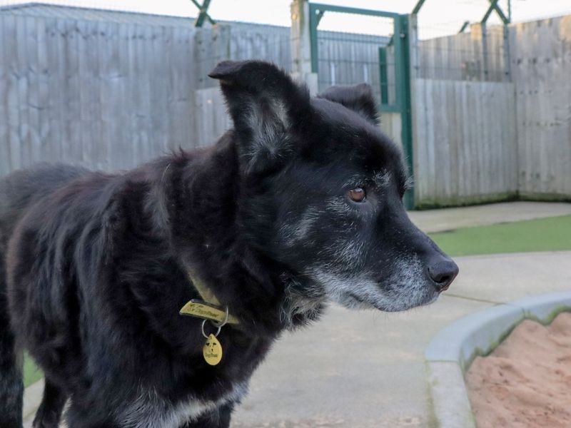 Border Collie Dogs And Puppies For Adoption