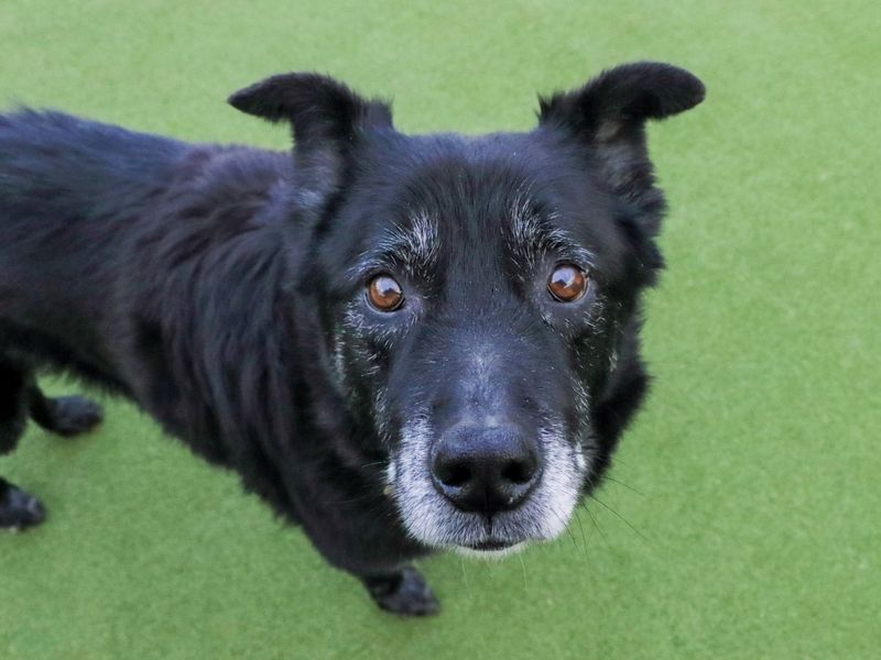 Yogi Bear | Siberian Husky Cross | Evesham (Worcestershire) - 1