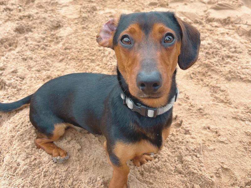 Dachshund for adoption in Cardiff, Glamorgan – 11 months old