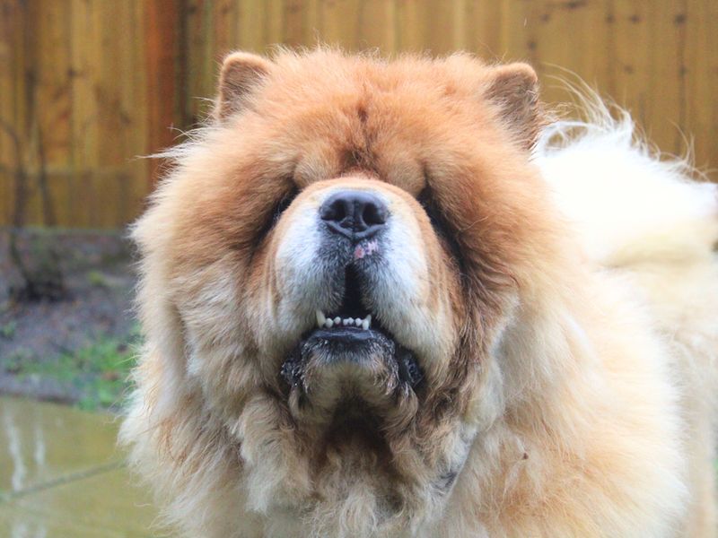 Freddie, a 2 years old male Unknown available for adoption from Dogs Trust in Liverpool, Merseyside