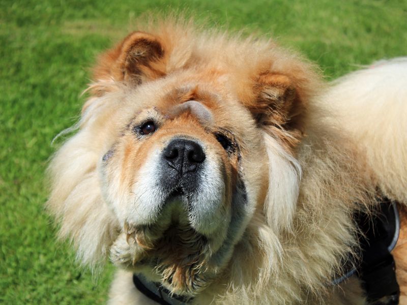 undefined | Chow Chow | undefined - 2