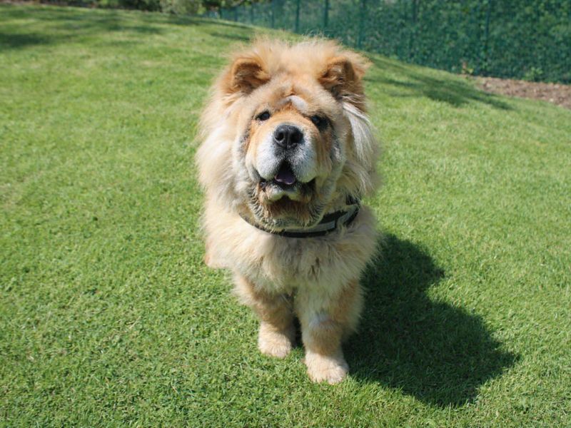 undefined | Chow Chow | undefined - 1