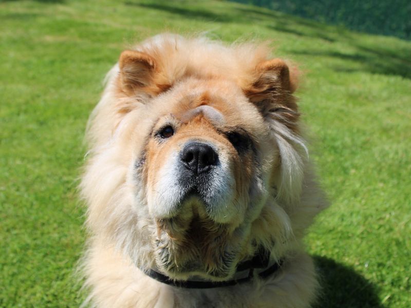 undefined | Chow Chow | undefined - 3