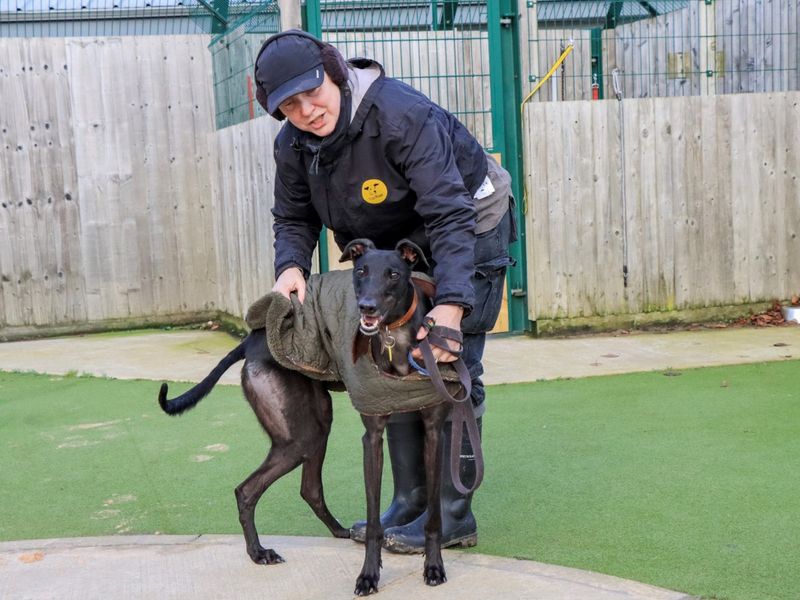 Greyhound Dogs And Puppies For Adoption