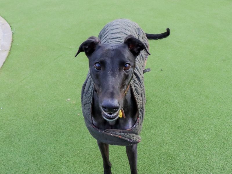 Greyhound for adoption in Evesham, Worcestershire – 4 years old - Image 5 of 6