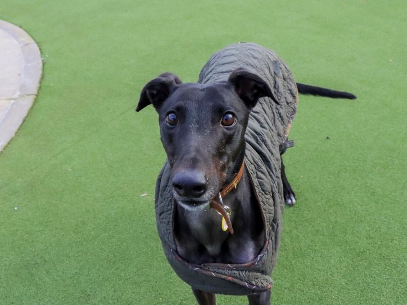 Greyhound for adoption in Evesham, Worcestershire – 4 years old - Image 6 of 6