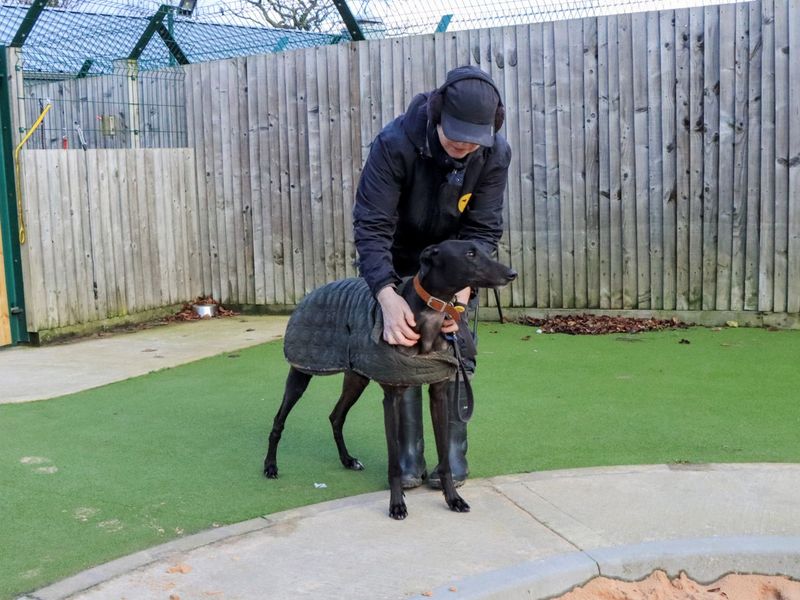 Greyhound for adoption in Evesham, Worcestershire – 4 years old - Image 3 of 6