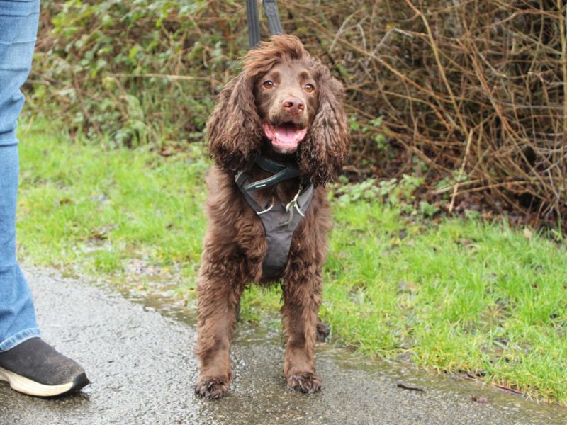 Scooby - Image 2 of 4