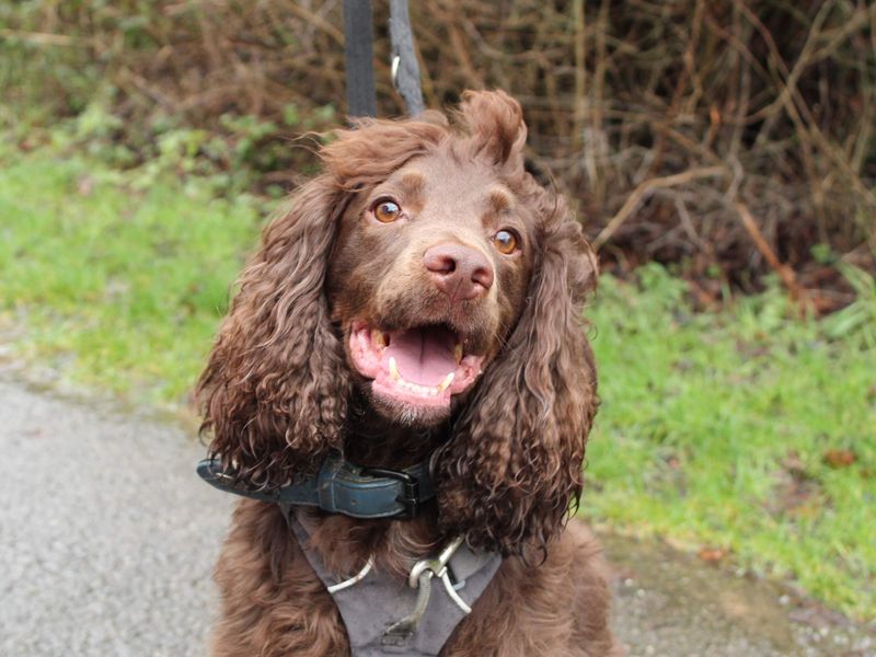 Cocker Spaniel for adoption in Newbury, Berks – 4 years old