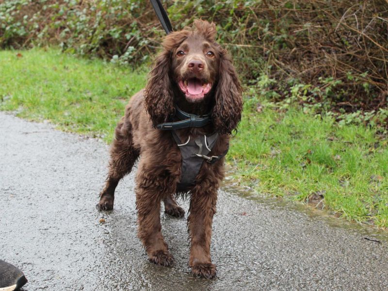 Scooby - Image 4 of 4