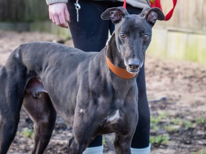 Greyhound for adoption in Wymeswold, Leicestershire – 4 years old - Image 4 of 6