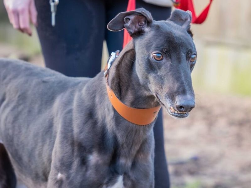 Greyhound for adoption in Wymeswold, Leicestershire – 4 years old - Image 2 of 6