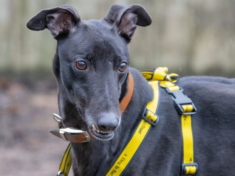 Greyhound for adoption in Wymeswold, Leicestershire – 4 years old - Image 3 of 6