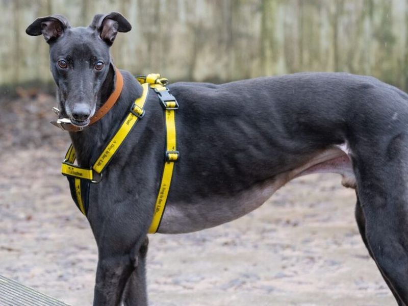 Greyhound for adoption in Wymeswold, Leicestershire – 4 years old - Image 6 of 6
