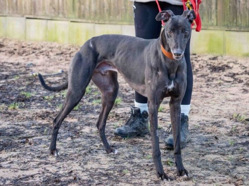 Greyhound for adoption in Wymeswold, Leicestershire – 4 years old