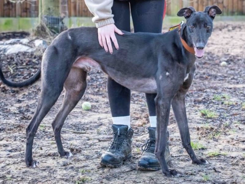 Greyhound for adoption in Wymeswold, Leicestershire – 4 years old - Image 5 of 6
