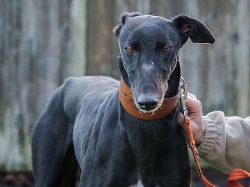 Sardine - Image 3 of 4