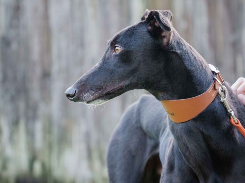 Greyhound for adoption in Wymeswold, Leicestershire – 3 years old
