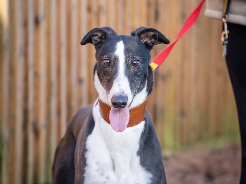 Greyhound for adoption in Wymeswold, Leicestershire – 5 years old - Image 3 of 4