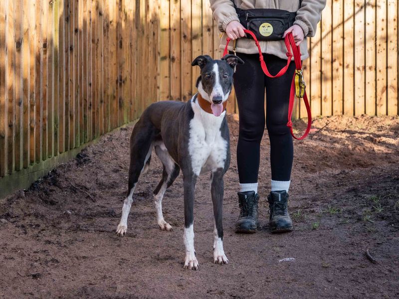 Greyhound for adoption in Wymeswold, Leicestershire – 5 years old - Image 2 of 4
