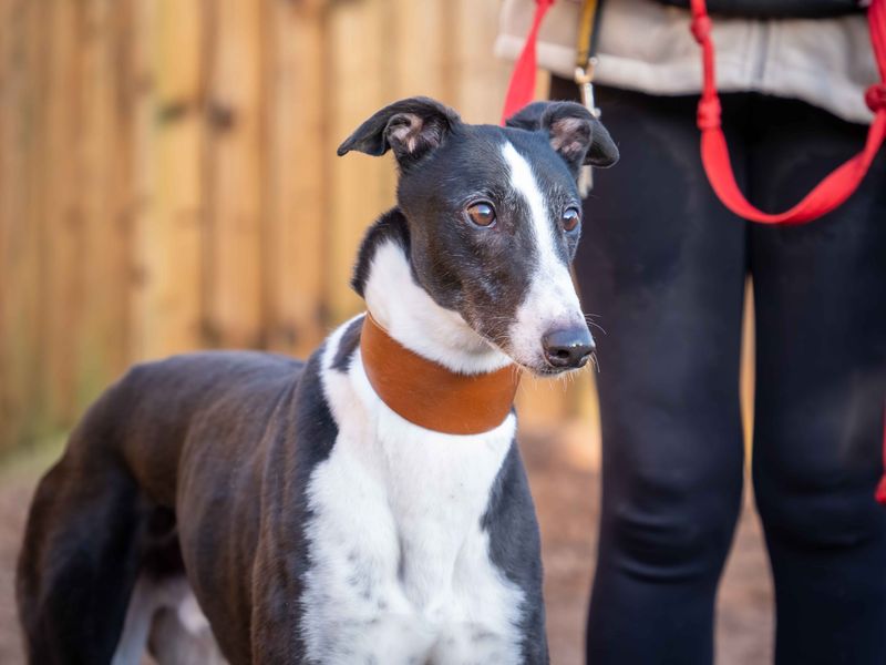 Salmon | Greyhound | Loughborough - 1